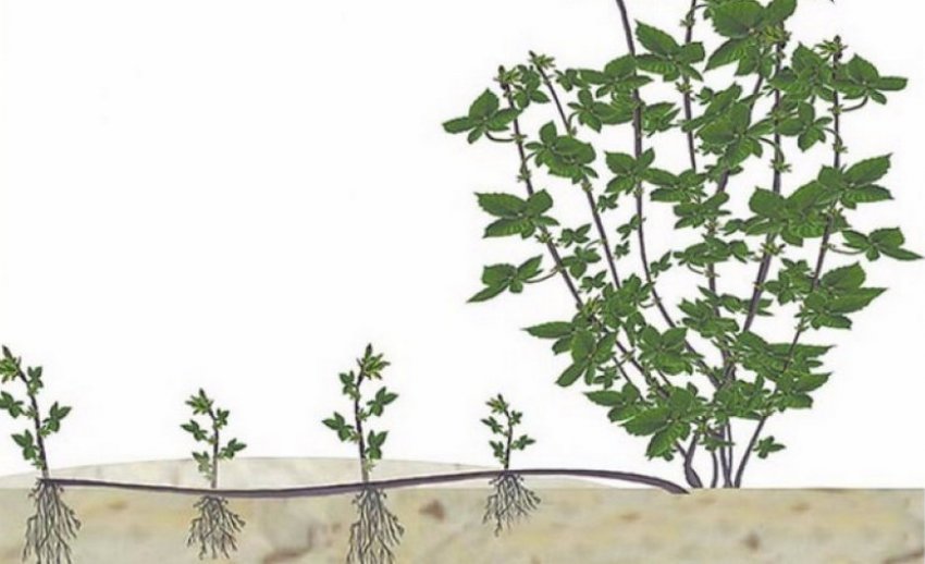 Розмноження укоріненням пагонів