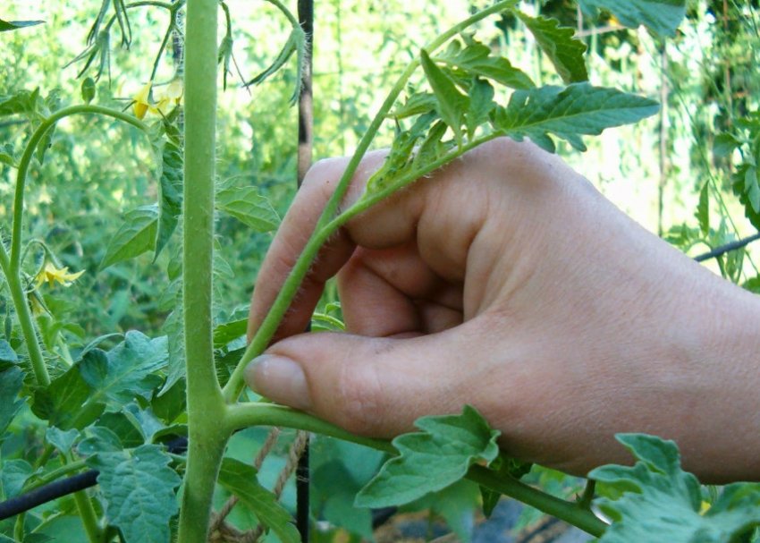 Пасинкування помідорів Пасинкування помідорів