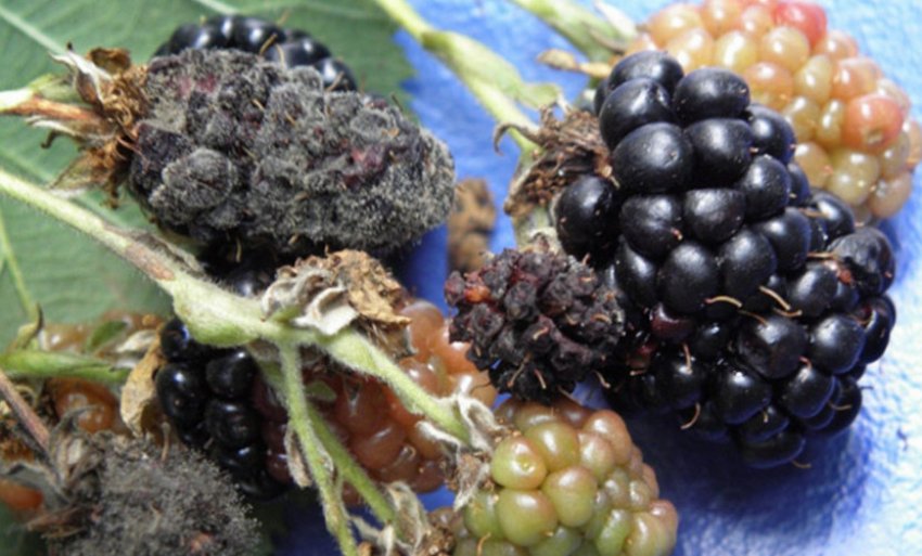 Сіра гниль ожини