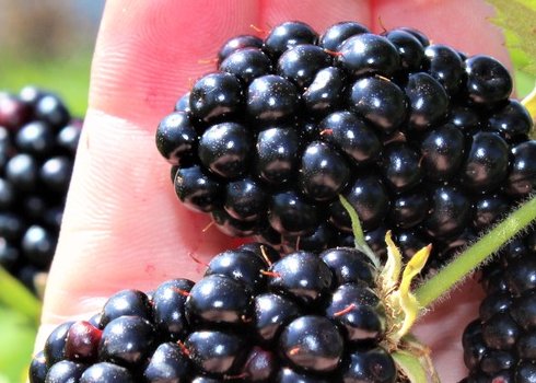 Особенности выращивания ежевики сорта Навахо