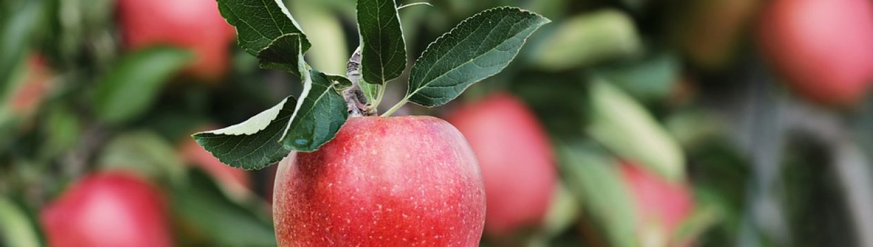 Сади України трансформуються під впливом експорту