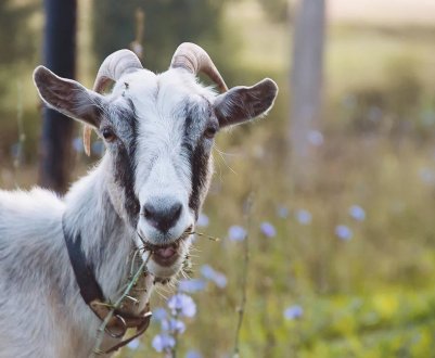 Донецький фермер хоче долучити кіз до мистецтва
