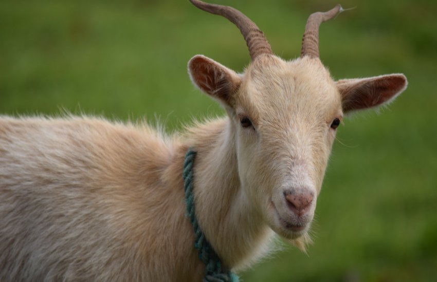 Донецький фермер хоче долучити кіз до мистецтва