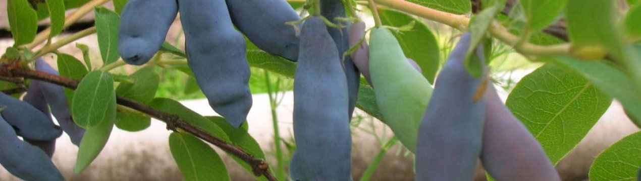 Жимолость Блакитний десерт: характеристика та особливості вирощування