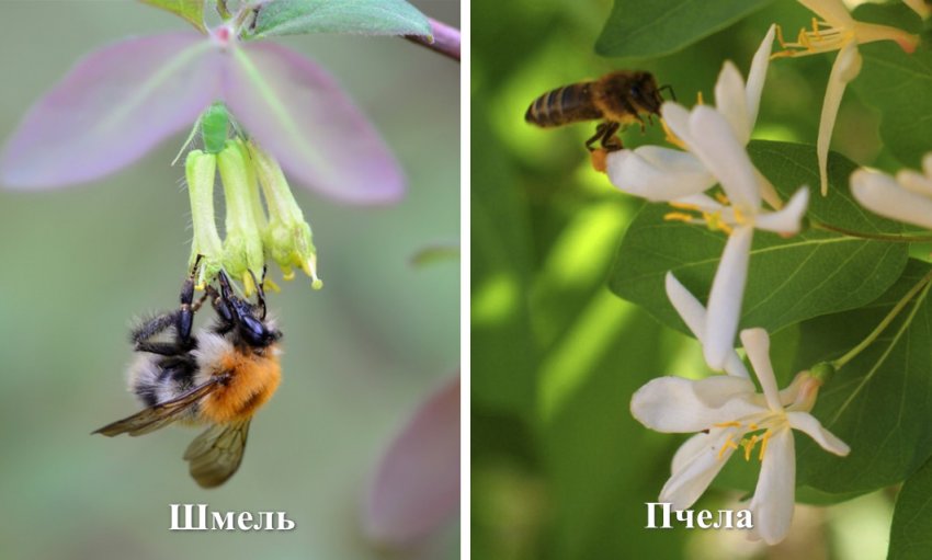 Запилювачі жимолості