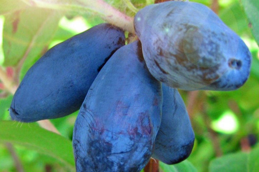 Жимолость Жимолость