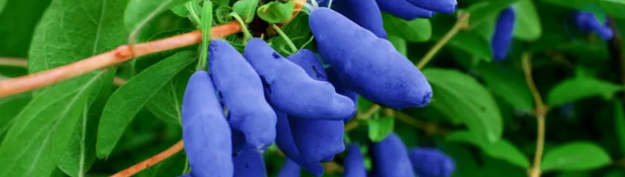 Жимолость Фіаніт: характеристика та особливості вирощування