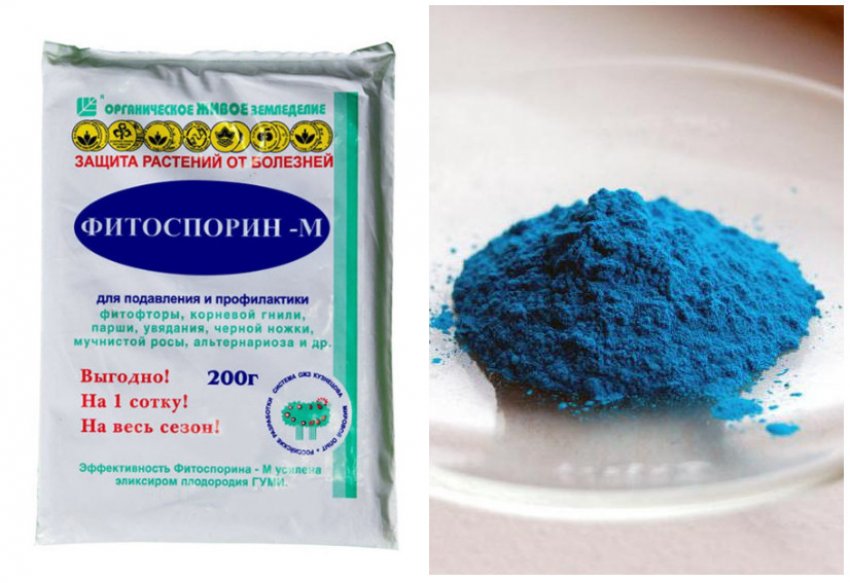 Фітоспорин і мідний купорос Фітоспорин і мідний купорос