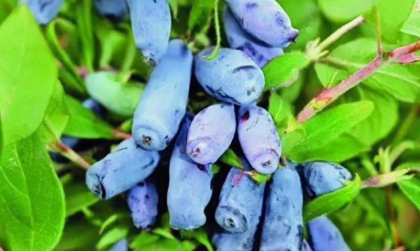 Жимолость Фіаніт