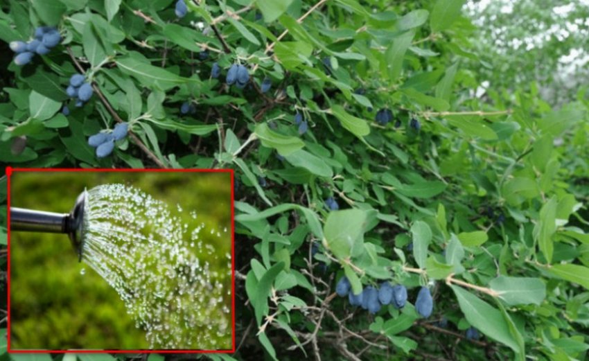 Полив жимолості