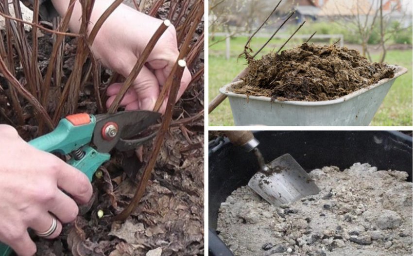Обрізка і внесення добрив