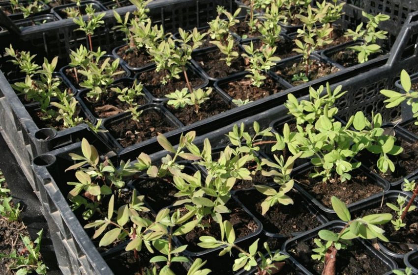 Молоді сходи Молоді сходи