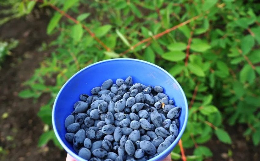 Збір врожаю жимолості Збір врожаю жимолості