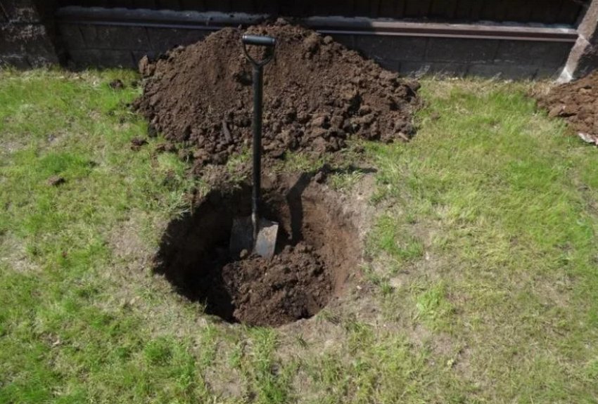 Підготовка лунок для посадки жимолості