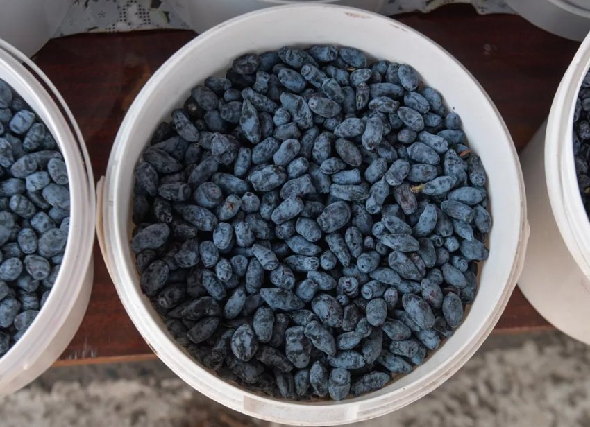 Збір врожаю жимолості