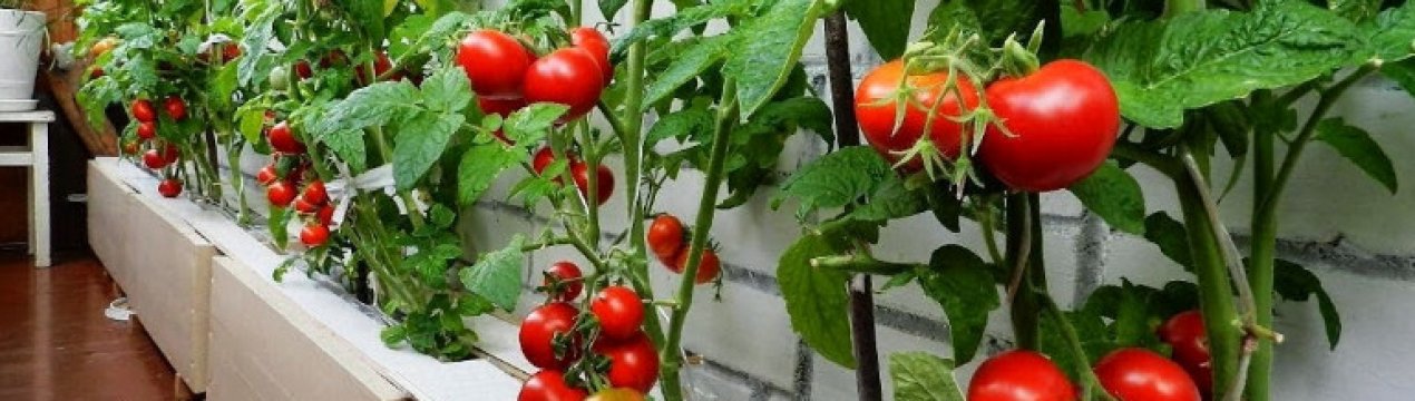 Томат «Балконне диво»: опис сорту, особливості вирощування та догляду