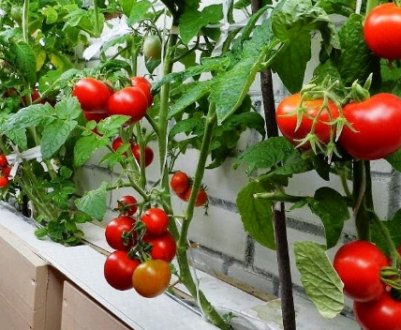 Томат «Балконне диво»: опис сорту, особливості вирощування та догляду