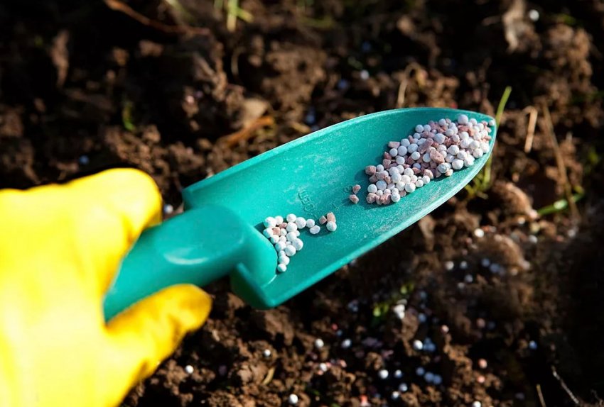 Підживлення жимолості