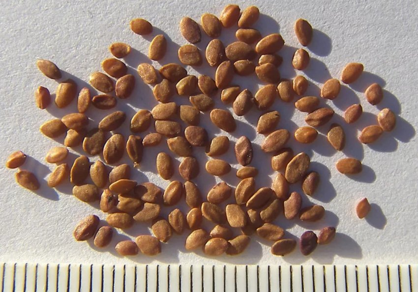 Насіння жимолості