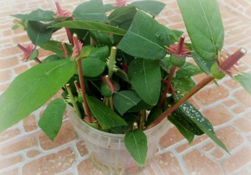 Розмноження зеленими живцями