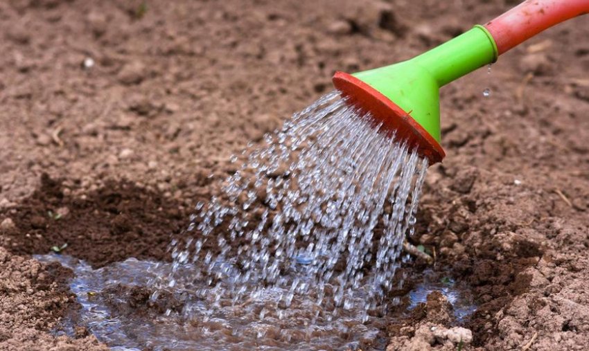 Полив насіння Полив насіння
