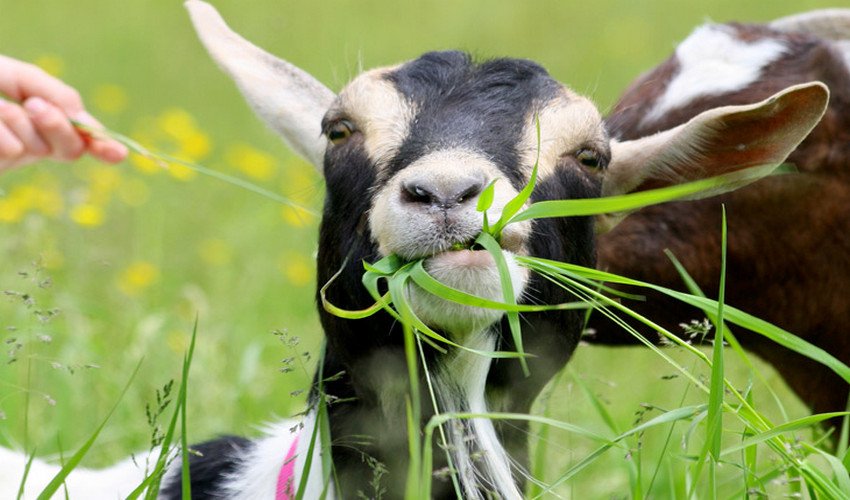 У козы пропало молоко что делать резко в чем причина