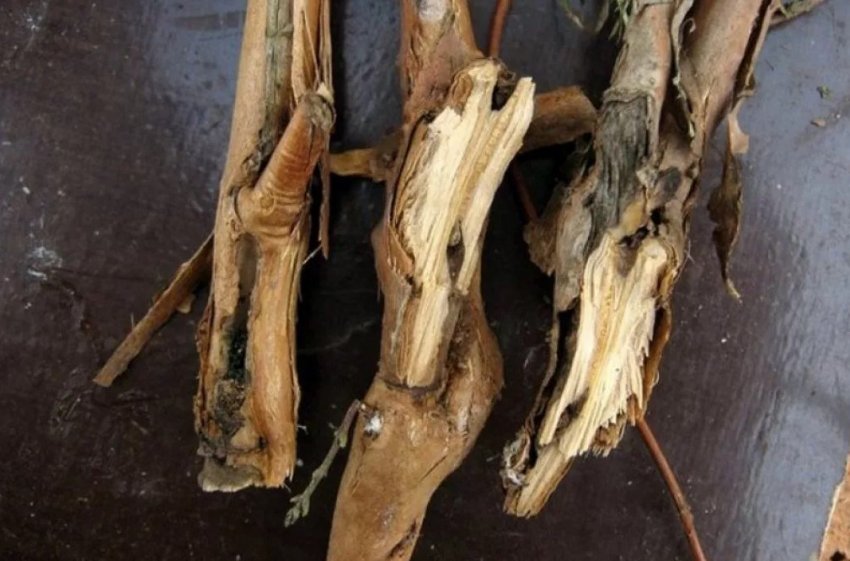 Розмноження стовбурами живцями