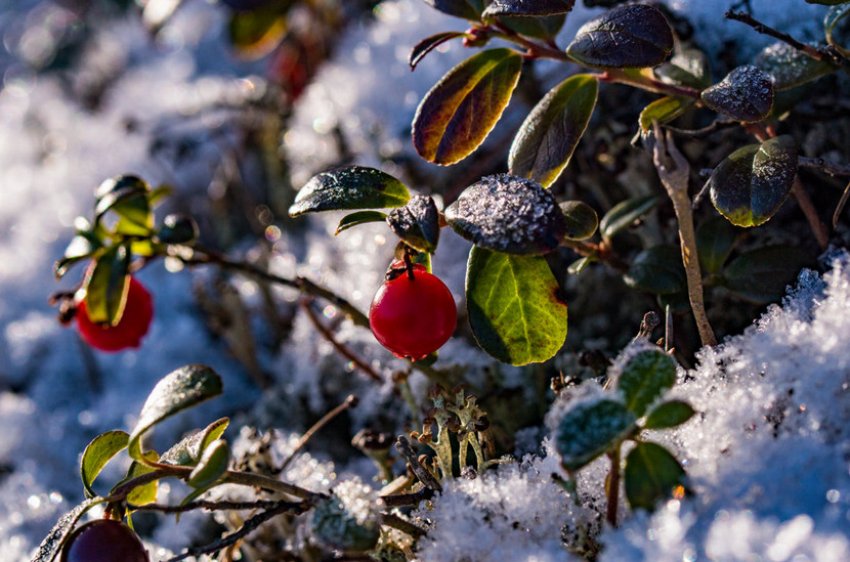 Брусниця взимку