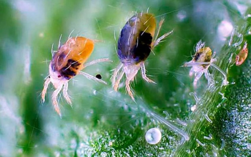 Павутинний кліщ на жимлолости