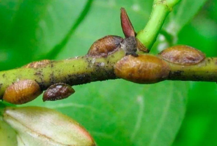 Акациева ложнощитовки на жимолості