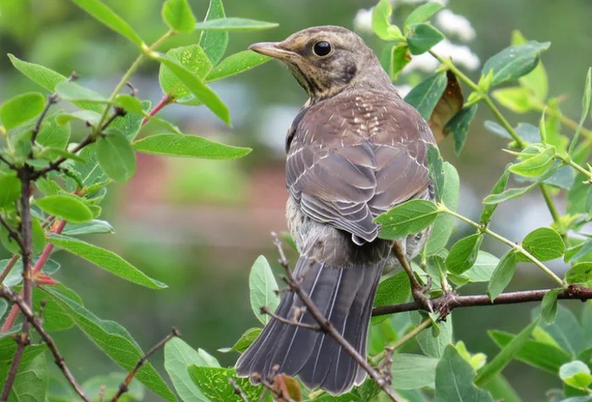 Дрозд на жимолості