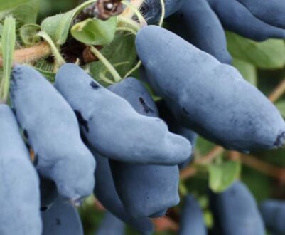 Вирощування жимолості їстівної у відкритому грунті: вибір місця, особливості агротехніки