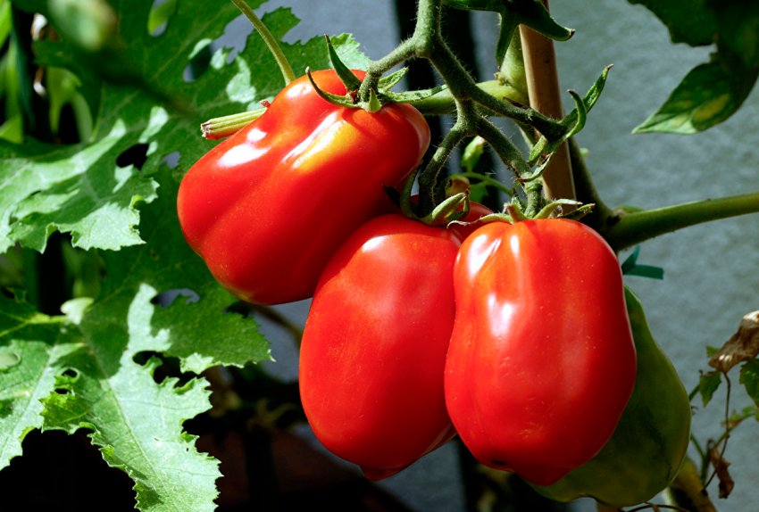 Похмура погода в Україні призвела до зростання цін на томати Похмура погода в Україні призвела до зростання цін на томати