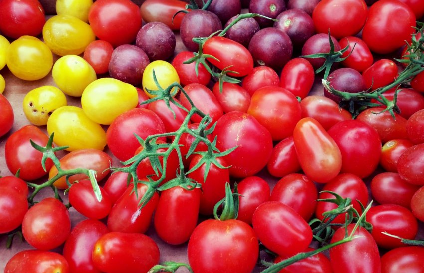 Похмура погода в Україні призвела до зростання цін на томати Похмура погода в Україні призвела до зростання цін на томати