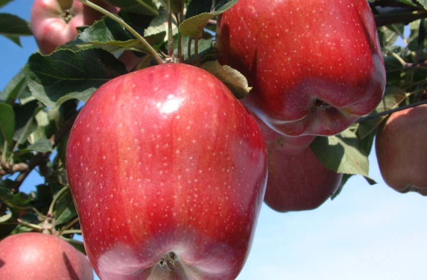 Сади України трансформуються під впливом експорту Сади України трансформуються під впливом експорту