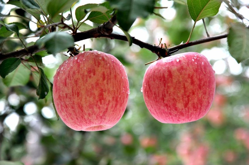 Сади України трансформуються під впливом експорту Сади України трансформуються під впливом експорту