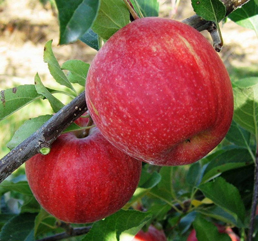 Сади України трансформуються під впливом експорту Сади України трансформуються під впливом експорту