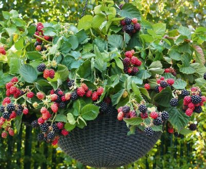 Сланкі сорти ожини садовий: характеристика та вирощування