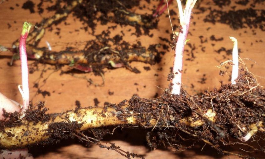 Розмноження кореневими живцями