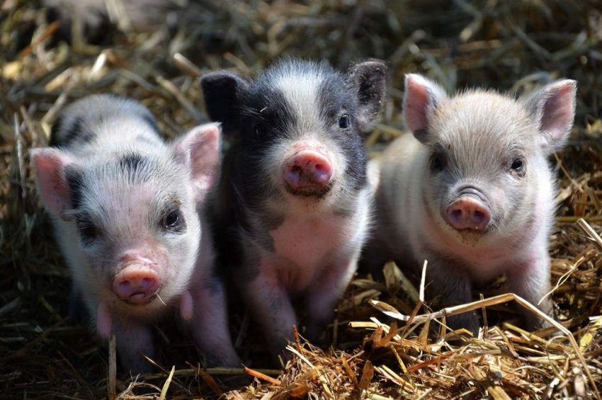 В Херсонській області знову розгулялася АЧС