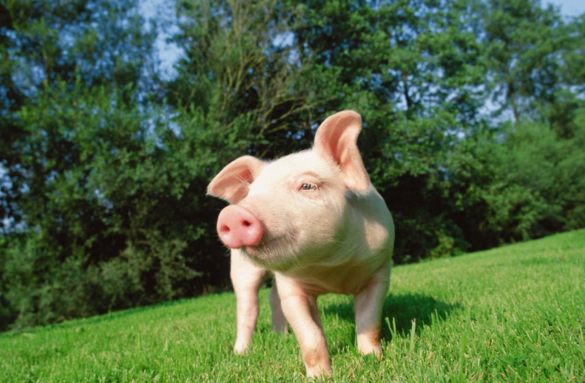 В Херсонській області знову розгулялася АЧС