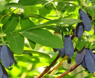 Сибірські сорти жимолості: характеристика та особливості