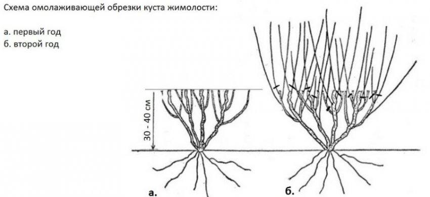 Схема обрізки Схема обрізки