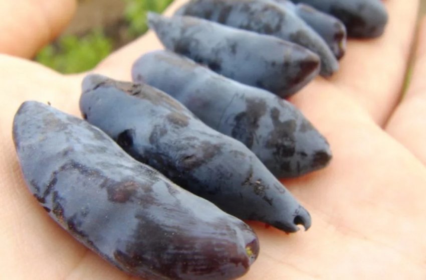 Жимолость Бакчарский велетень