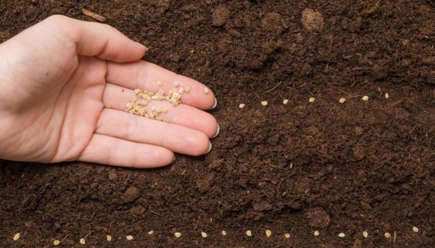 Посів томатів Посів томатів