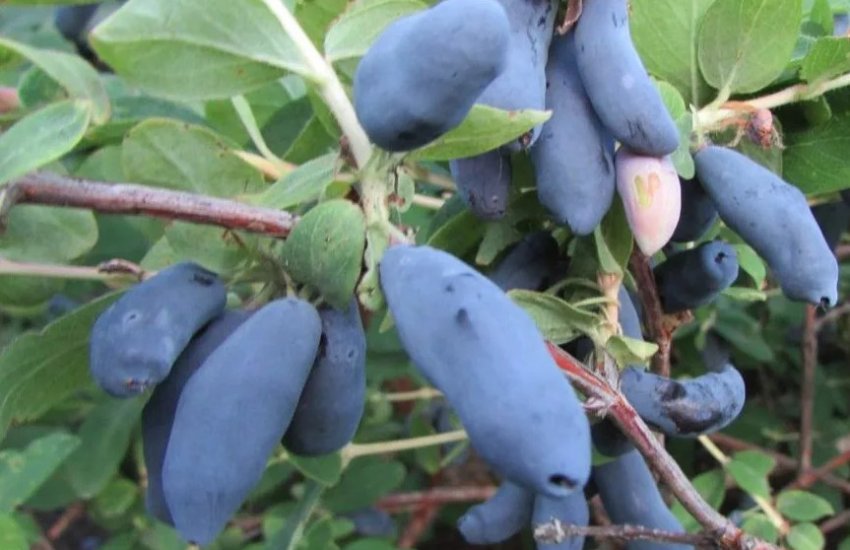 Жимолость Бакчарская Ювілейна