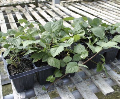 Правила весняної посадки ожини у відкритий грунт