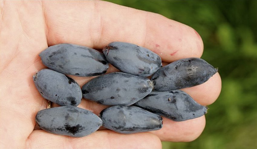 Жимолость Бореал Близзард Жимолость Бореал Близзард