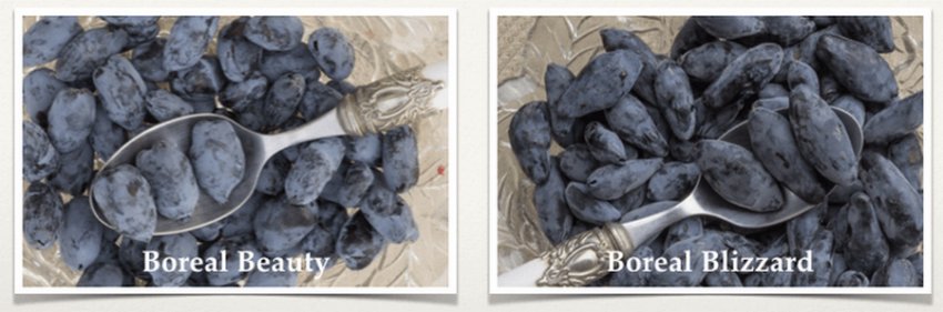 Жимолость Бореал Жимолость Бореал