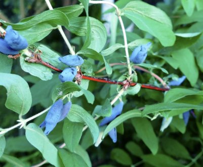 Характеристика та особливості вирощування сорти жимолості Бореал Близзард (Boreal Blizzard)